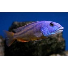 Malawi Hawk Cichlids 14-15cm (Group of 11)