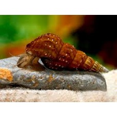 Hercules Snail