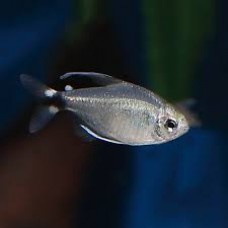 Kitty Tetra 2-3cm