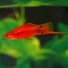  Red Mickey Mouse Swordtail XL