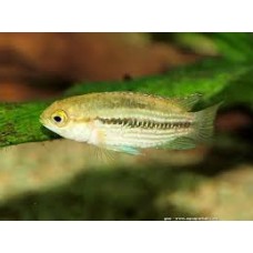 Striped Dwarf Cichlid 3-4cm