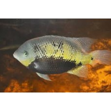 Pantano Cichlid 3-4cm