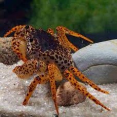 Panther Crabs 4-6cm