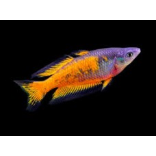 Parkinsoni Rainbowfish 5-7cm