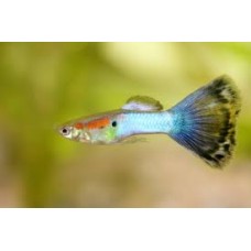 Blue Grass Male Guppy 3-4cm