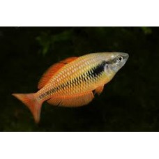 Lake Kurumoi Rainbowfish 4-5cm