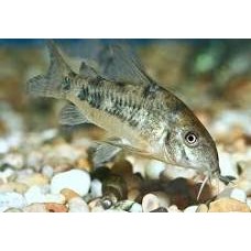 Peppered Cory 3-3.5cm