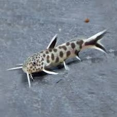 Synodontis Petricola 3-4cm