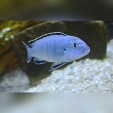 Pseudotropheus Socolofi 'Powder Blue' 7cm