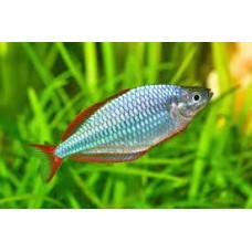 Preacox Rainbowfish 3.5-4cm