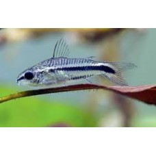 Pygmy Corydoras 1-2cm