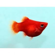 Coral Red Balloon Platy 3-4cm