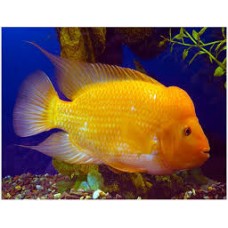 Red Devil Cichlid 5-6cm