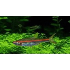 Red Line Rasbora 4cm