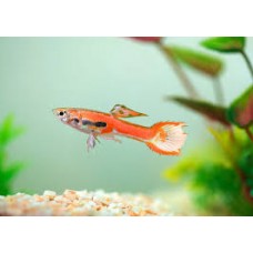 Red Rainbow  Endler Guppy 2.5cm