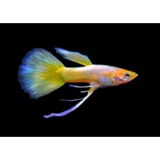 Assorted Ribbontail Male Guppy 3-4cm