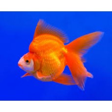 Red Ryukin Goldfish 4-5cm