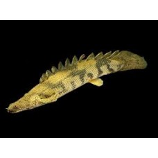 Saddle Bichir 5-6cm