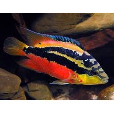 Salvini Cichlid 5-6cm