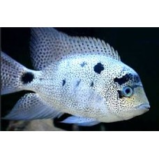 Silver Vieja Cichlid 9cm