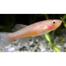 Gardneri Akure  Killifish 3-4cm (Pair)