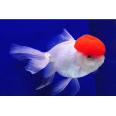 Red and White Tancho Oranda 4cm