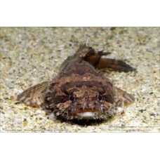 Three Spined Frogfish 12-15cm (Batrachomoeus Trispinosus)