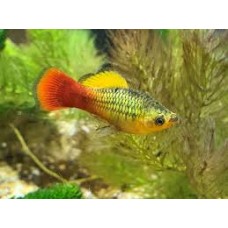  Variatus Platy 3-4cm