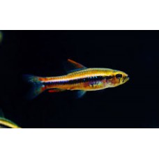 Weitzmani Tetra 2cm